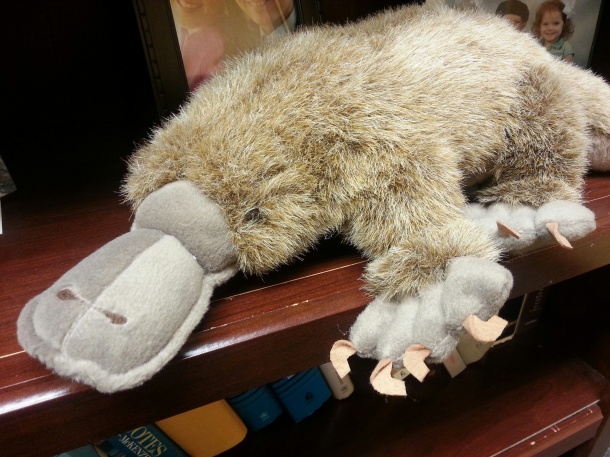 This is my pet platypus, my favorite stuffed animal who still has a head.